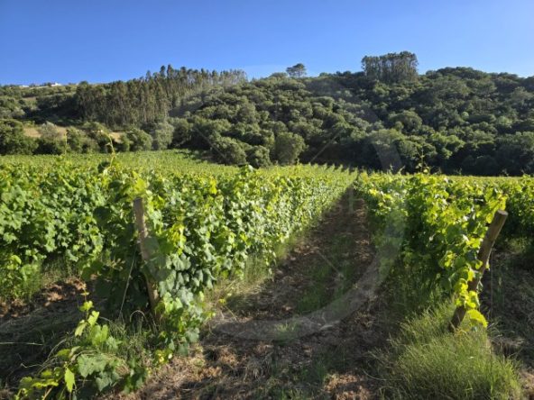 ID01ce7e01-0000-0500-0000-0000135a2a25