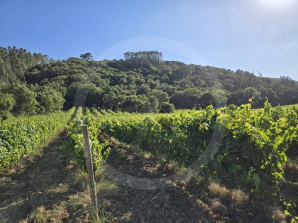 ID01ce7e01-0000-0500-0000-0000135a2a26