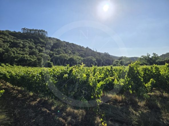 ID01ce7e01-0000-0500-0000-0000135a2a27