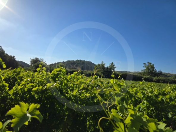 ID01ce7e01-0000-0500-0000-0000135a2a29