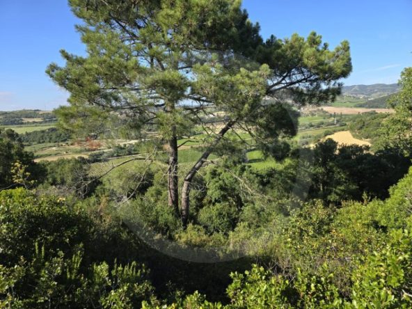 ID01ce7e01-0000-0500-0000-0000135a2a2b