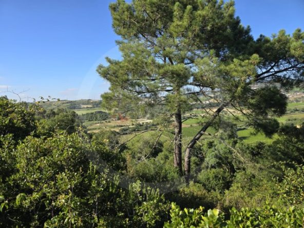 ID01ce7e01-0000-0500-0000-0000135a2a2d